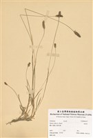 藏品(狗尾草)的圖片